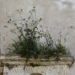IMG_8853